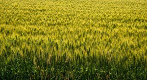 麦畑の風景